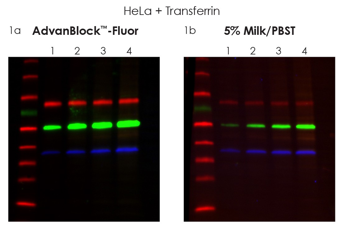 AdvanBlock-fluor figure shows enhanced western blotting signals